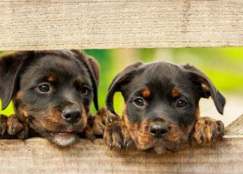 Nuova Convenzione Tessera Turit con La Clinica Veterinaria Novi (Modena)