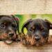 Nuova Convenzione Tessera Turit con La Clinica Veterinaria Novi (Modena)