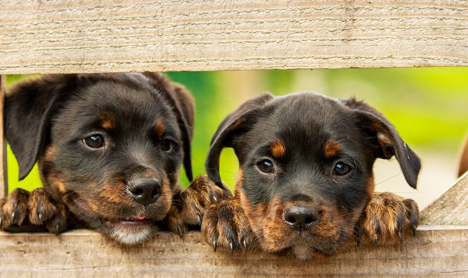 Nuova Convenzione Tessera Turit con La Clinica Veterinaria Novi (Modena)