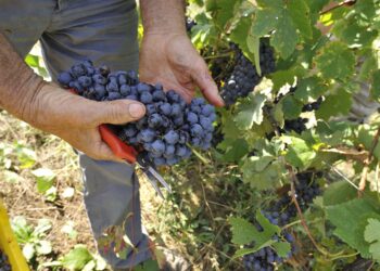 Il 14 maggio arriva il Sabato del Vignaiolo