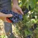 Il 14 maggio arriva il Sabato del Vignaiolo