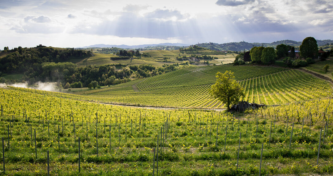 Nuova Convenzione Tessera Turit con la cantina Terre dei Santi Società Cooperativa Agricola (AT)