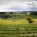 Nuova Convenzione Tessera Turit con la cantina Terre dei Santi Società Cooperativa Agricola (AT)