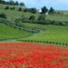 Nuova Convenzione Tessera Turit con l’Agriturismo Fontechiara (MC)