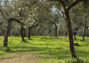 A Trevi (PG) sabato 19 giugno si fa “Merenda nell’Oliveta”