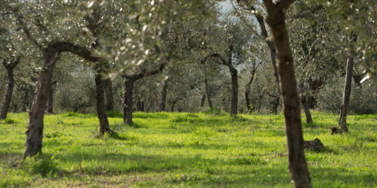 A Trevi (PG) sabato 19 giugno si fa “Merenda nell’Oliveta”