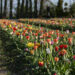 Tulipani che passione! A Bussolengo (VR) torna la festa che accende la primavera