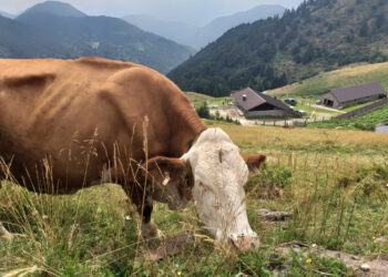 Alla scoperta dello Zoncolan, un mondo di genuinità e di sapori antichi