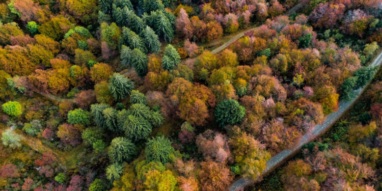 L’Oasi Zegna festeggia la Giornata Nazionale degli Alberi