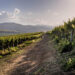 StraTerroir, quattro serate concerto per raccontare i vini d’Abruzzo