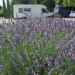 Viaggio di nozze in camper