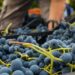 Vignaioli Artigiani Naturali in fiera a Roma dal 5 al 7 novembre