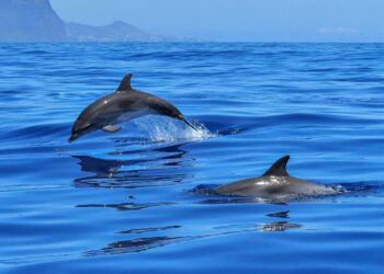 Cinque esperienze tra cielo, mare e terra per scoprire l’isola d’Elba