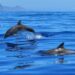 Cinque esperienze tra cielo, mare e terra per scoprire l’isola d’Elba