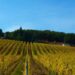 Un itinerario nell’Umbria del vino