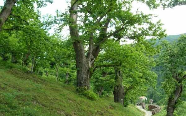 Rinascimento del Castagno: dal 20 giugno la prima edizione di Castanetum Flower Festival