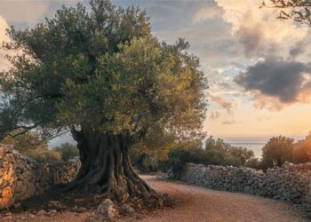 Croazia: gli Oliveti di Lun, dove gli ulivi custodiscono duemila anni di storia