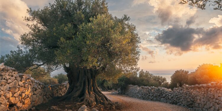 Croazia: gli Oliveti di Lun, dove gli ulivi custodiscono duemila anni di storia
