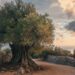 Croazia: gli Oliveti di Lun, dove gli ulivi custodiscono duemila anni di storia
