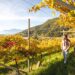 DoloViniMiti, il festival dei vini verticali dall’1 al 4 ottobre nelle Valli di Cembra e Fiemme