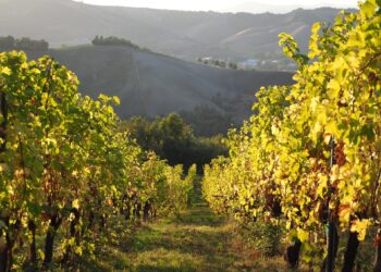 Tra arte e vendemmia: ecco il settembre nelle Valli di Parma