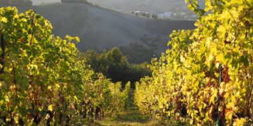 Tra arte e vendemmia: ecco il settembre nelle Valli di Parma