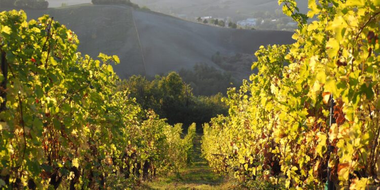 Tra arte e vendemmia: ecco il settembre nelle Valli di Parma