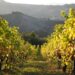 Tra arte e vendemmia: ecco il settembre nelle Valli di Parma